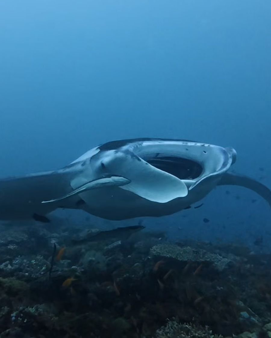 Manta ray gliding over the reef