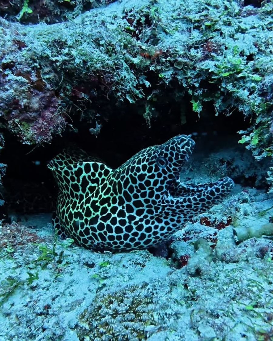Honeycomb moray eel in the reef