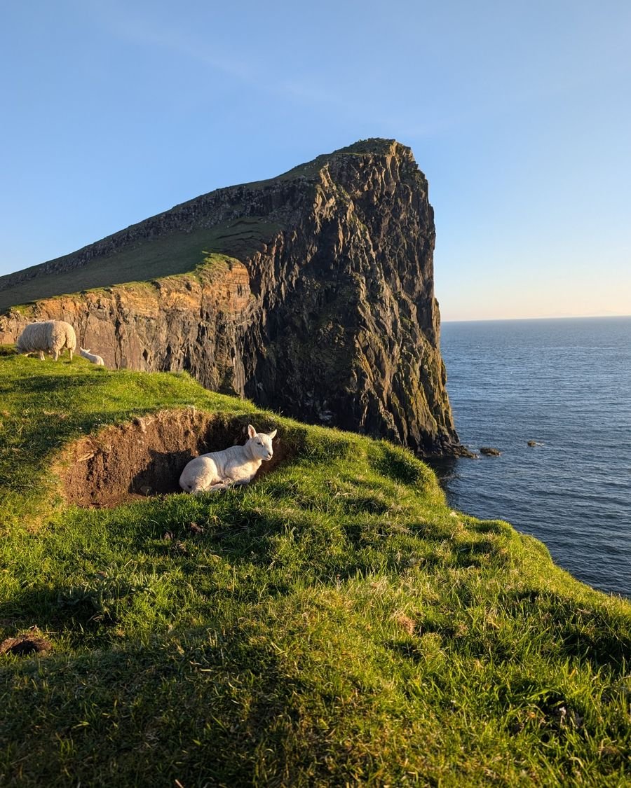 A lamb on the cliffs at Neist Point